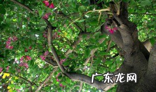 紫荆树是什么时候开放 紫荆树在什么时候开花