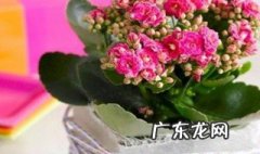 长寿花叶片变软怎么回事啊 长寿花叶片变软怎么回事