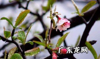 如梦令中的红瘦是什么意思 如梦令当中的红瘦指的是什么花