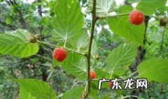 野生三月莓什么时候成熟 野生三月莓什么时候成熟采摘