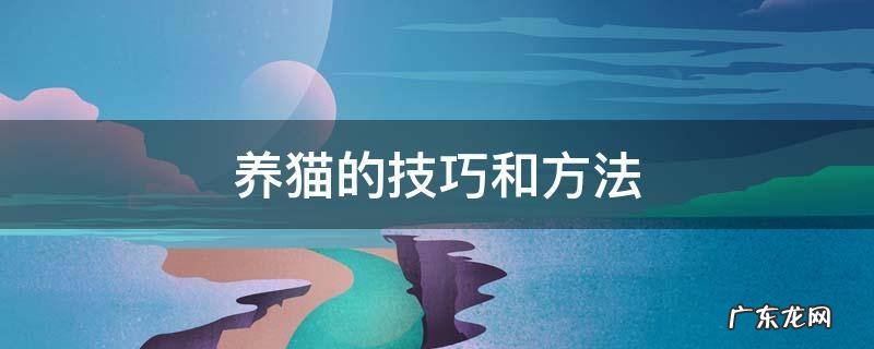 养猫咪的技巧 养猫的技巧和方法