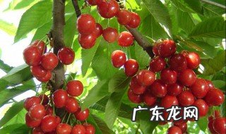 樱桃树抹白石灰什么时候抹最好 樱桃树抹白石灰什么时候抹