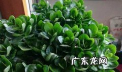 长寿花可以放在没有阳光的地方吗 长寿花可以放在没有阳光的地方吗