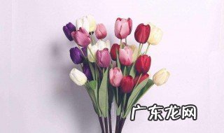 属兔的鼠年家里摆设什么花好 鼠兔的适合养什么花
