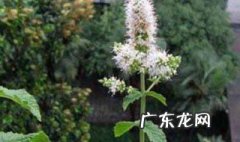 什么时候种香草种子好 什么时候种香草种子