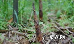 山上的野竹笋几月份吧 野生山竹笋什么时候长出来