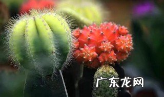 小型仙人掌有哪些品种 仙人掌有哪些品种