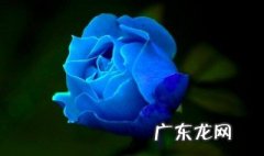 蓝色妖姬玫瑰花怎么种出来的图片 蓝色妖姬玫瑰花怎么种出来的