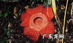 世界最大的花是不是大王花 世界最大的花是大王花吗