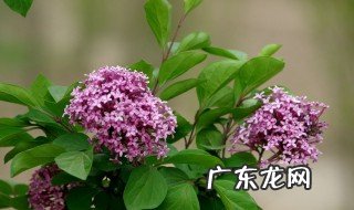 丁香花是几号的生辰花 丁香花是哪个生日的花