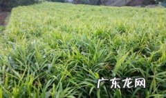 什么时候育姜种 什么时候种姜啊