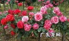 几月份嫁接月季花最好最好的 什么季节嫁接月季花成活率高