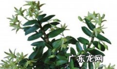 石斛草的禁忌 石斛草的禁忌和副作用