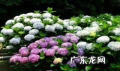 绣球花可以浇叶子吗 绣球花的花可以浇水嘛