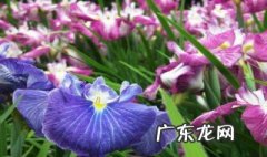 橘子皮水浇兰花可以吗有毒吗 橘子皮水浇兰花可以吗