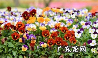 四月份的花有哪些能开 四月份的花有哪些能开花