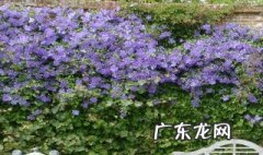 铁线莲什么时候用水溶肥 铁线莲用什么水浇好