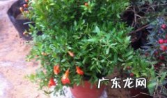 盆栽红玉兰树施复合肥可以吗 盆栽红玉兰树施复合肥可以吗有毒吗