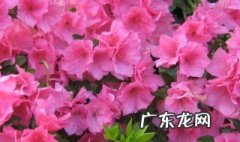 春天盛开的花有些什么 春天的盛开的花有哪些