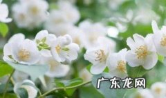 有关茉莉花的知识资料 有关茉莉花的知识