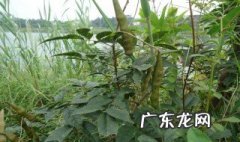 黑豆能和牛大力泡酒吗 黑豆和牛大力煮牛肉汤可以吗