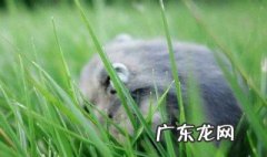 仓鼠拉绿色的屎是怎么回事 仓鼠拉出绿色的粑粑怎么办