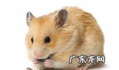 仓鼠肚子青青的是怎么回事啊 仓鼠肚子青青的是怎么回事