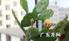 仙人掌有哪些外形特点 仙人掌有哪些外形特点和特点