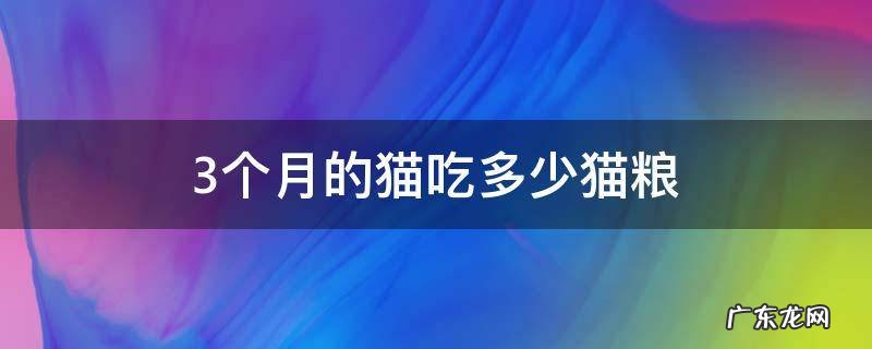 三个半月猫吃多少猫粮 3个月的猫吃多少猫粮