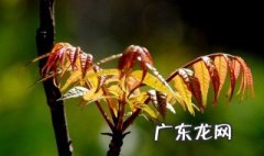 香椿长什么样子 香椿叶子像什么