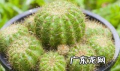 仙人球在几年之内开花结果 仙人球在几年之内开花