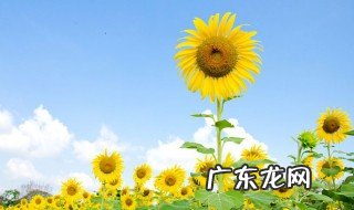 向日葵具体开花时间 向日葵具体开花时间是几点
