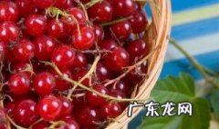 车厘子几月开花结果 车厘子农历几月份开花