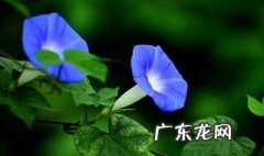 牵牛花在春天开花吗 牵牛花在春天开花吗图片