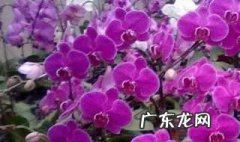 蝴蝶兰是春季开花吗 蝴蝶兰是春天开花吗