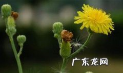 蒲公英开花后还能活吗 蒲公英开花后还能活吗