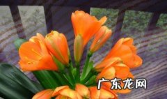 君子兰开花有几种色 君子兰开花有几种色彩