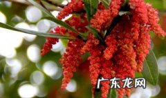 杨梅到底是什么季节开花的 杨梅是几月份开花的