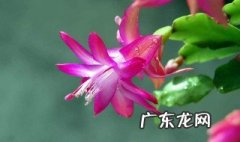 蟹爪兰就开一次花吗 蟹爪兰一直开花吗