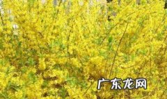 迎春花和连翘花开花时间一样吗 迎春花和连翘花开花时间