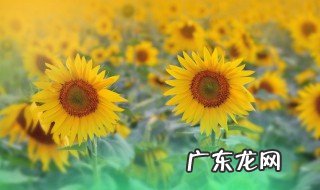 向日葵在夏天的几点开花 向日葵是在夏天开吗