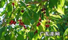 北京樱桃树开花时间 北京樱桃树开花时间是几月