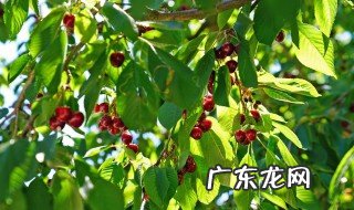北京樱桃树开花时间 北京樱桃树开花时间是几月