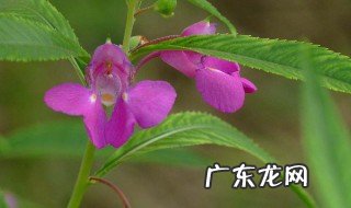 凤仙花北方开花时间 凤仙花在北方能过冬吗