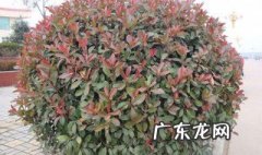 红叶石楠修剪口诀 石楠修剪的最佳时间