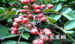 花椒属于开花植物吗 花椒是什么科的植物