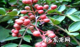 花椒属于开花植物吗 花椒是什么科的植物
