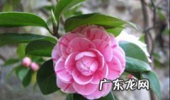 茶花每天几点开花时间 茶花每天几点开花时间是几点