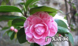 茶花每天几点开花时间 茶花每天几点开花时间是几点