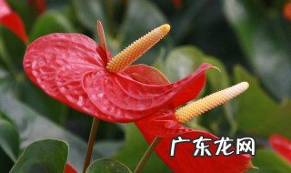 红掌不开花是烂根吗 红掌不开花是烂根吗怎么办